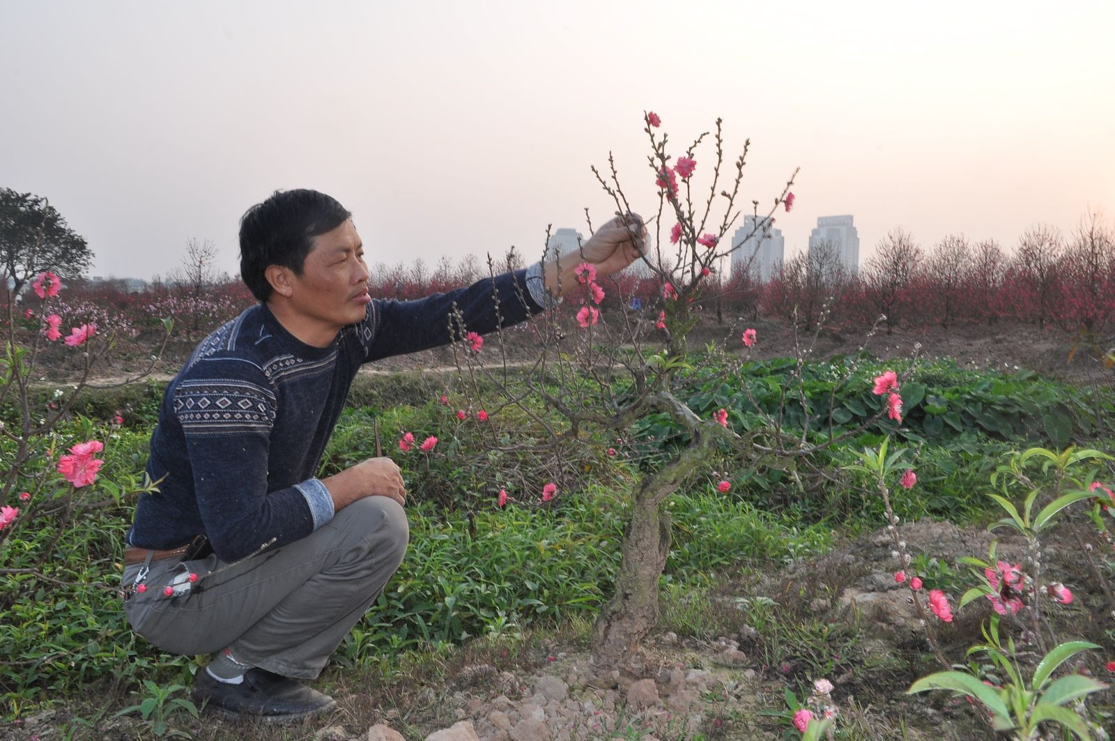 Ngoài công tác xã hội, ông Gioan Baotixita Lê Thành Minh cùng với gia đình phát triển kinh tế với nghề trồng cây hoa đào truyền thống.