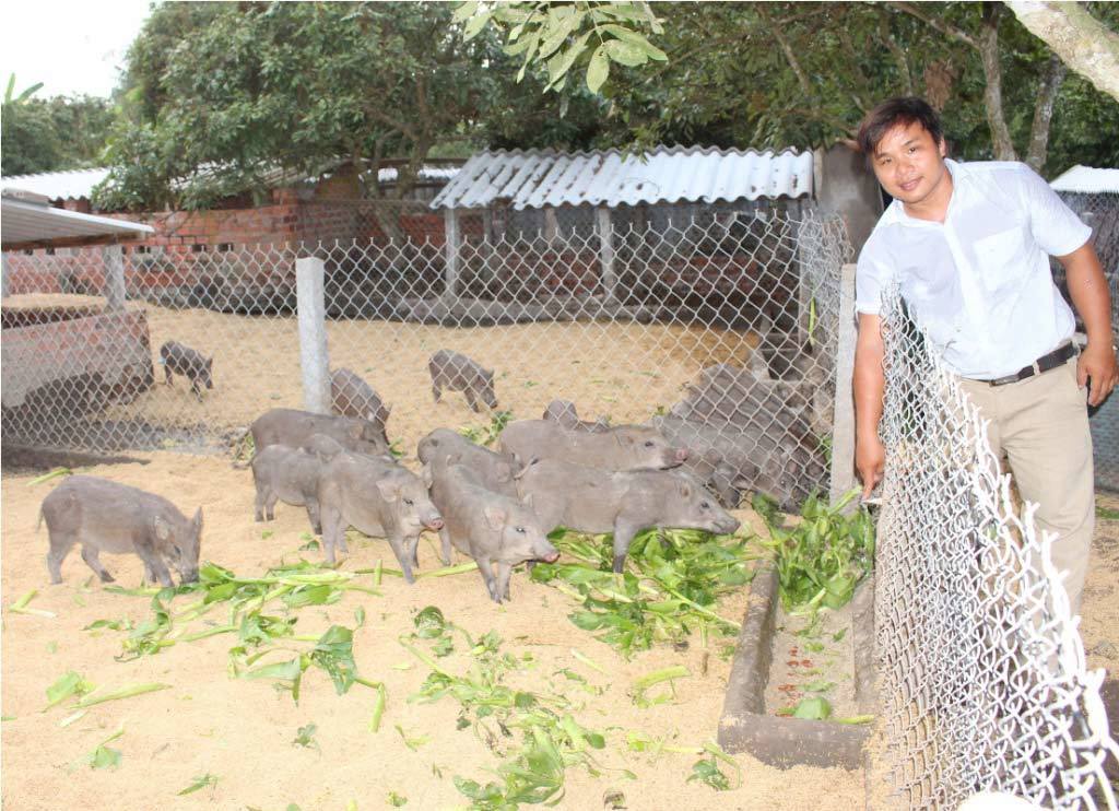 Sau khi tốt nghiệp đại học ngành Chăn nuôi, anh Đoàn Phan Dinh quyết định về quê nuôi heo rừng. Ảnh: Nguyễn Trần