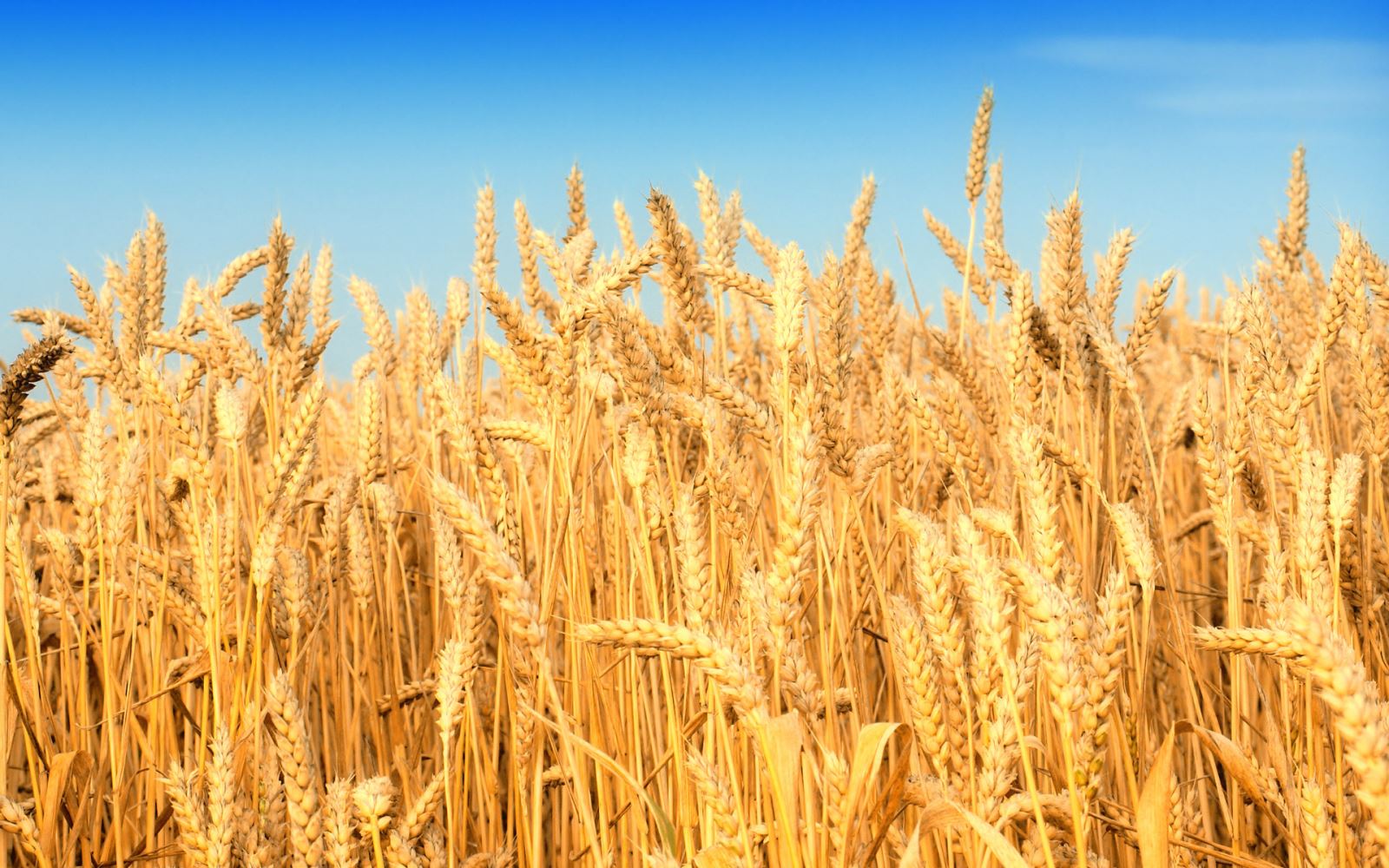 Nếu hạt lúa mì rơi xuống đất thối đi, thì nó sinh nhiều bông hạt. Ảnh: TL