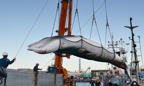 aNgành công nghiệp săn bắt cá voi gây tranh cãi của người Nhật. Ảnh: CTV