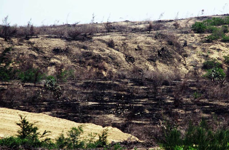 Hơn 140 ha rừng dương phòng hộ tại khu vực triển khai dự án Nhà máy phong điện Phương Mai 1 bị chặt phá rồi đốt sạch. Ảnh: Ngọc Linh Ảnh: HN