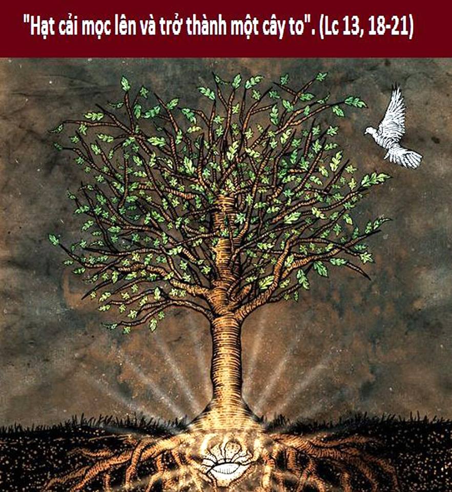 Nước Thiên Chúa giống như hạt cải nhỏ xíu, nhưng nó có thể lớn lên thành cây to cho chim trời tới đậu. Ảnh: CTV
