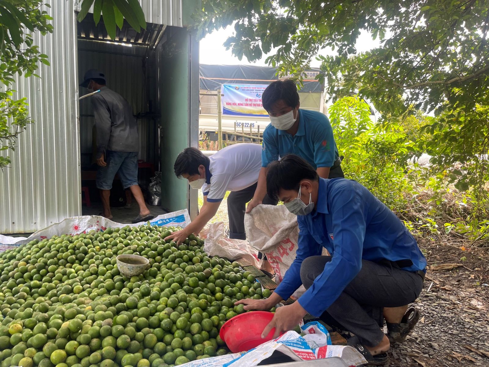 Tình nguyện viên chương trình “Chuyến xe yêu thương” thu hoạch và hỗ trợ tiêu thụ chanh cho nông dân xã Trường Long, huyện Phong Điền. Ảnh: CTV