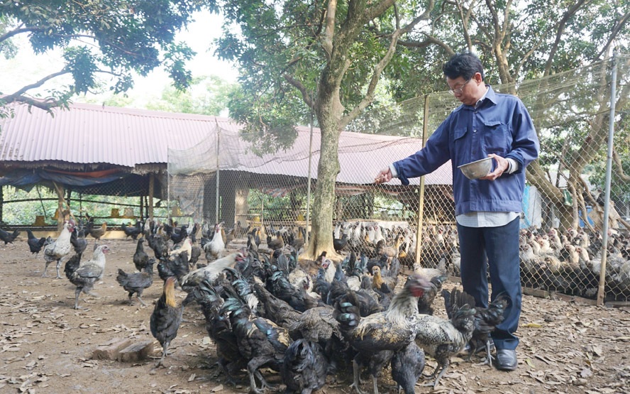 Chăn nuôi gà H’Mông tại trang trại của gia đình ông Lê Đình Bình, xã Đông Yên (huyện Quốc Oai). Ảnh: Mai Nguyễn 