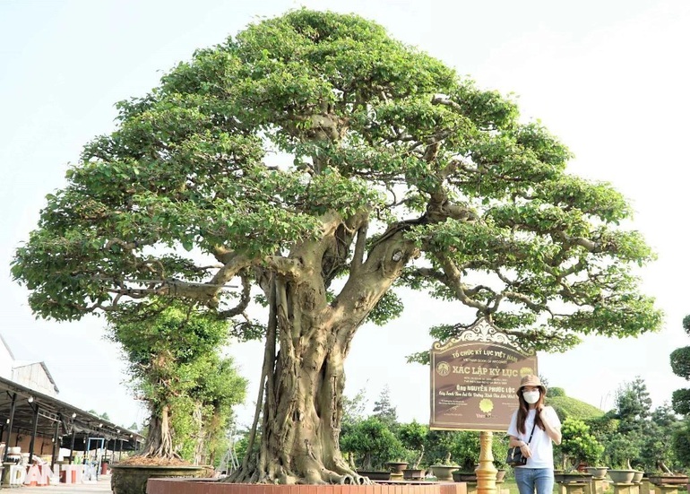 Cây sanh được ông Lộc tạo dáng bonsai xác lập kỷ lục Việt Nam đã có người trả giá cao nhưng ông không bán. Ảnh: CTV