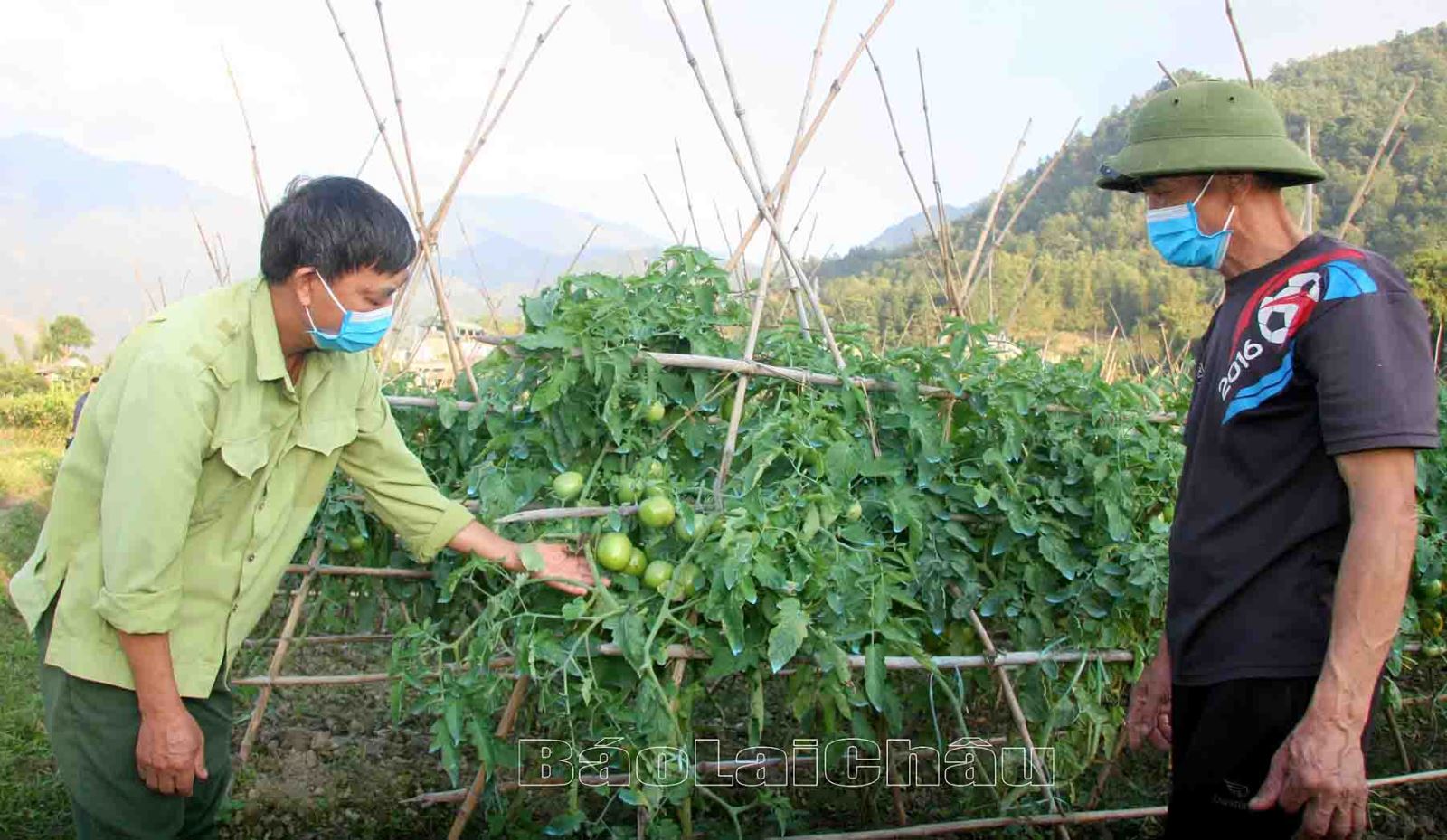 Bí thư Chi bộ bản Sen Đông (xã Mường Than) hướng dẫn người dân chăm sóc cây cà chua. Ảnh: CTV