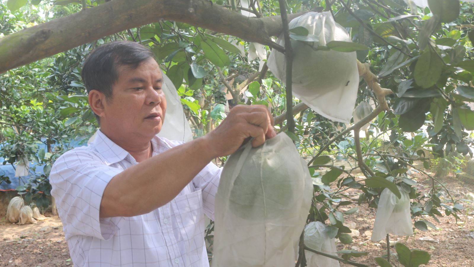 Ông Hoàng Đăng Bình chăm sóc vườn Bưởi chuẩn bị thu hoạch của gia đình. Ảnh: CTV