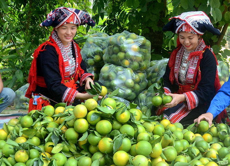 Đồng bào dân tộc thiểu số tại Hàm Yên, Tuyên Quang phát triển kinh tế từ trồng cam