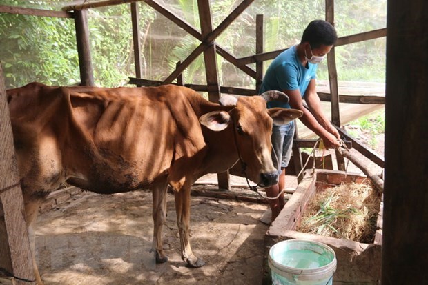 Một gia đình Khmer nuôi bò để tăng gia sản xuất.