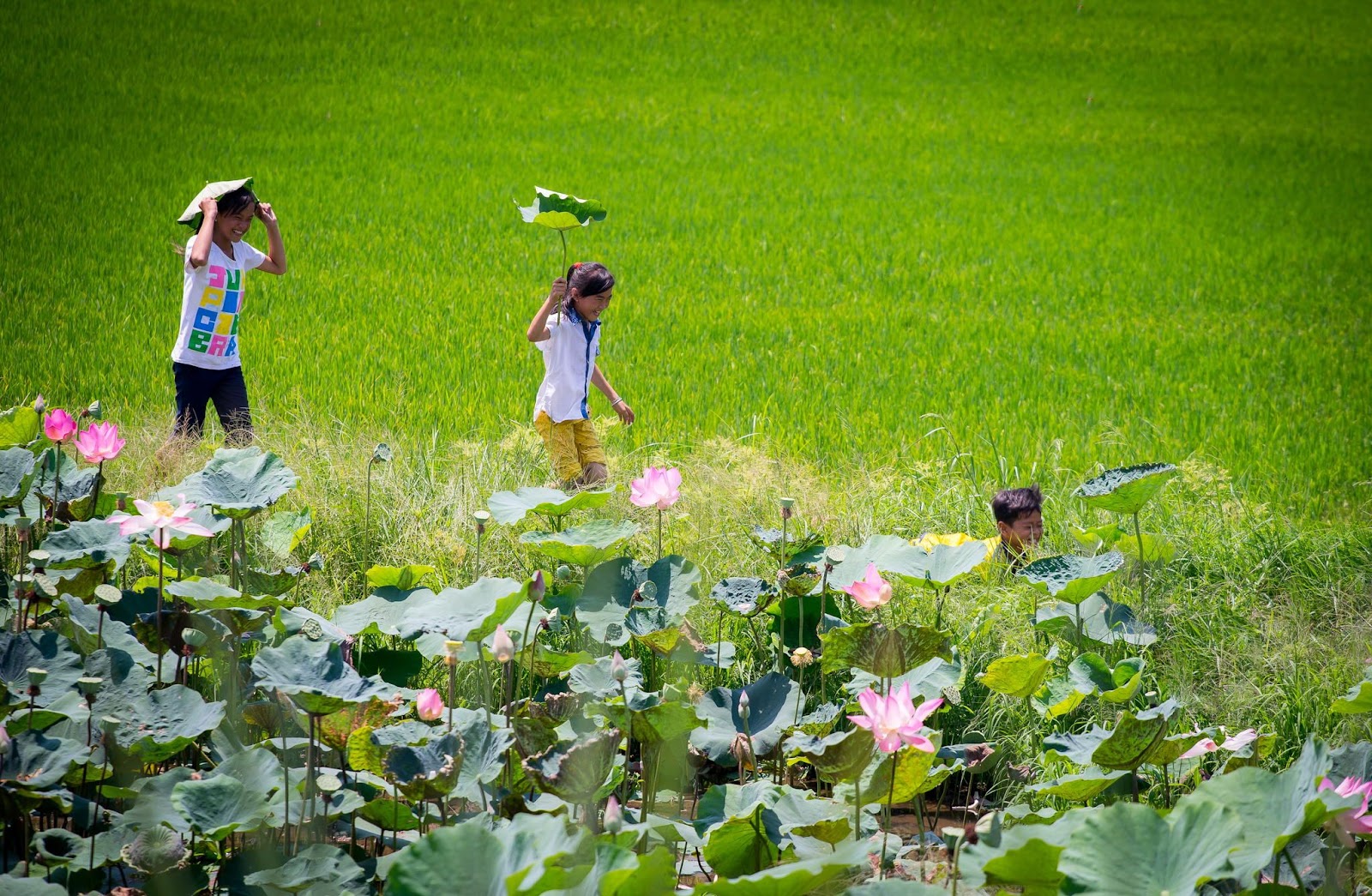 Hoa sen có vai trò, vị trí đặc biệt trong đời sống và văn hóa của người Việt.