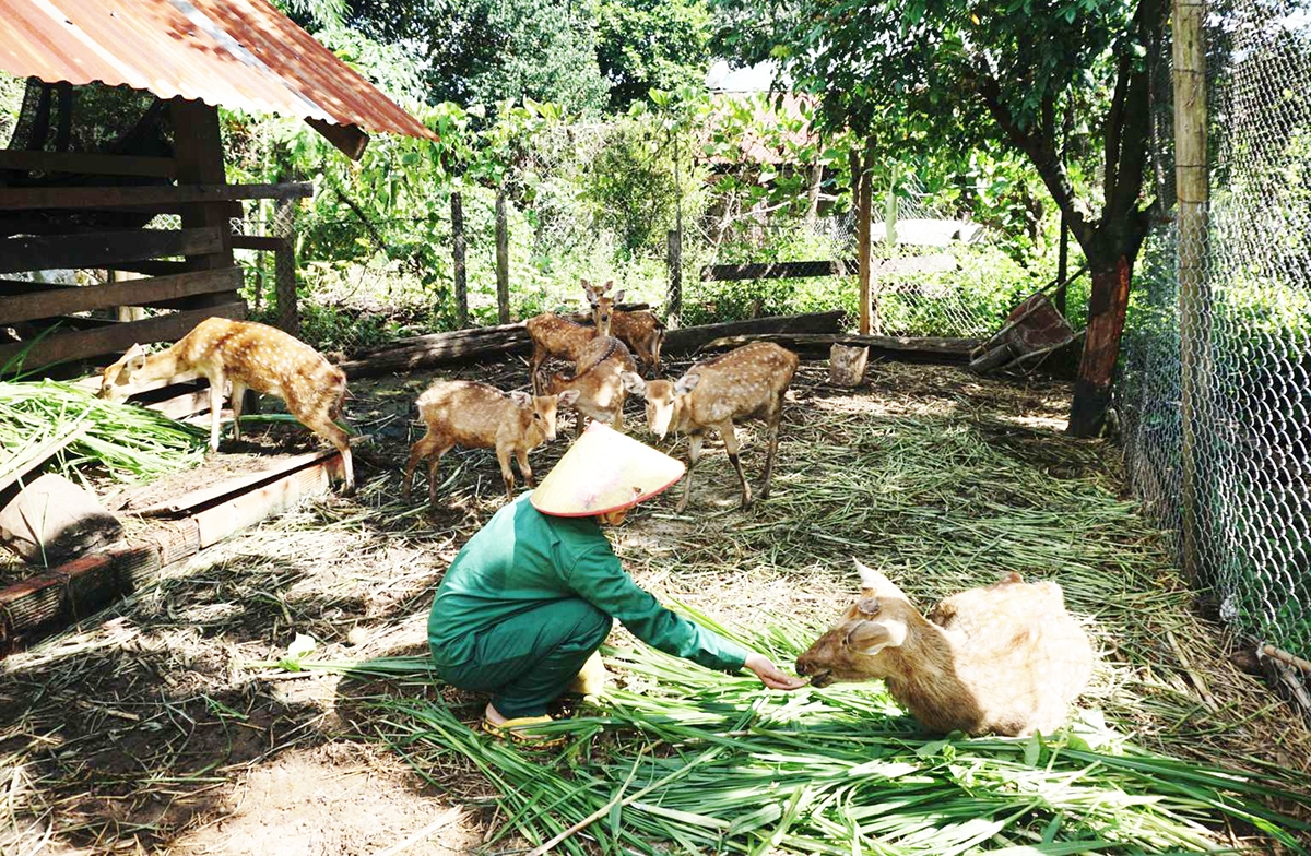 Nuôi hươu sao là một trong những mô hình tiêu biểu khi thực hiện Cuộc vận động thay đổi nếp nghĩ, cách làm tại xã Ia Đal. huyện Ia H’Drai (Kon Tum) 