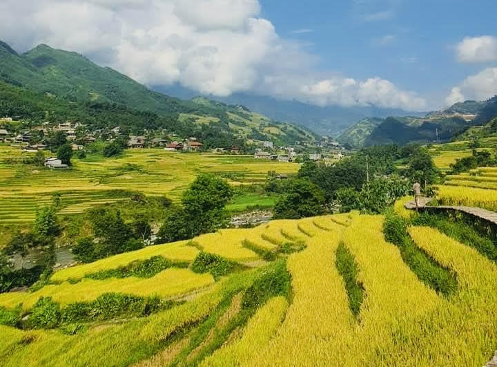 Miền núi tỉnh Lào cai vào mùa lúa chín