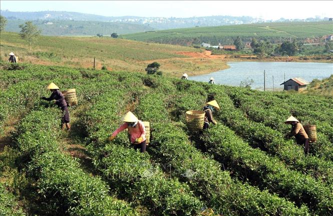 Tỉnh Lâm Đồng đã hỗ trợ hàng trăm héc ta đất sản xuất cho đồng bào DTTS và miền núi