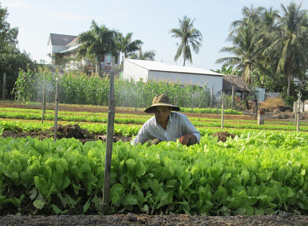 Hộ DTTS sản xuất nông nghiệp tại xã Hồ Thị Kỷ, huyện Thới Bình, tỉnh Cà Mau 