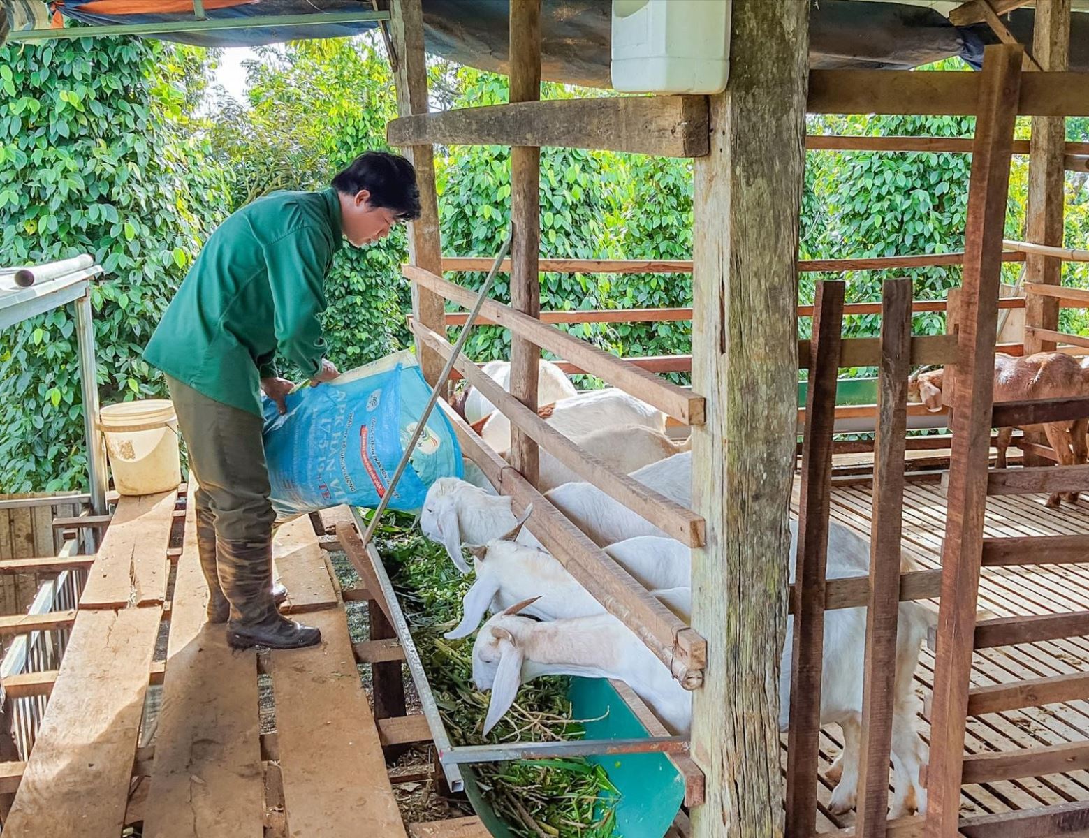 Anh Lý Văn Hiếu, dân tộc Tày ở thôn Tân Tiến, xã Quảng Khê (Đắk Glong) làm giàu từ mô hình sản xuất đa cây, đa con