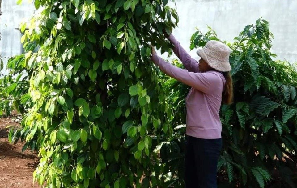 ồ tiêu là loại cây trồng được nhiều bà con DTTS ở huyện Cư Jút, tỉnh Đắk Nông đưa vào trồng xen canh 