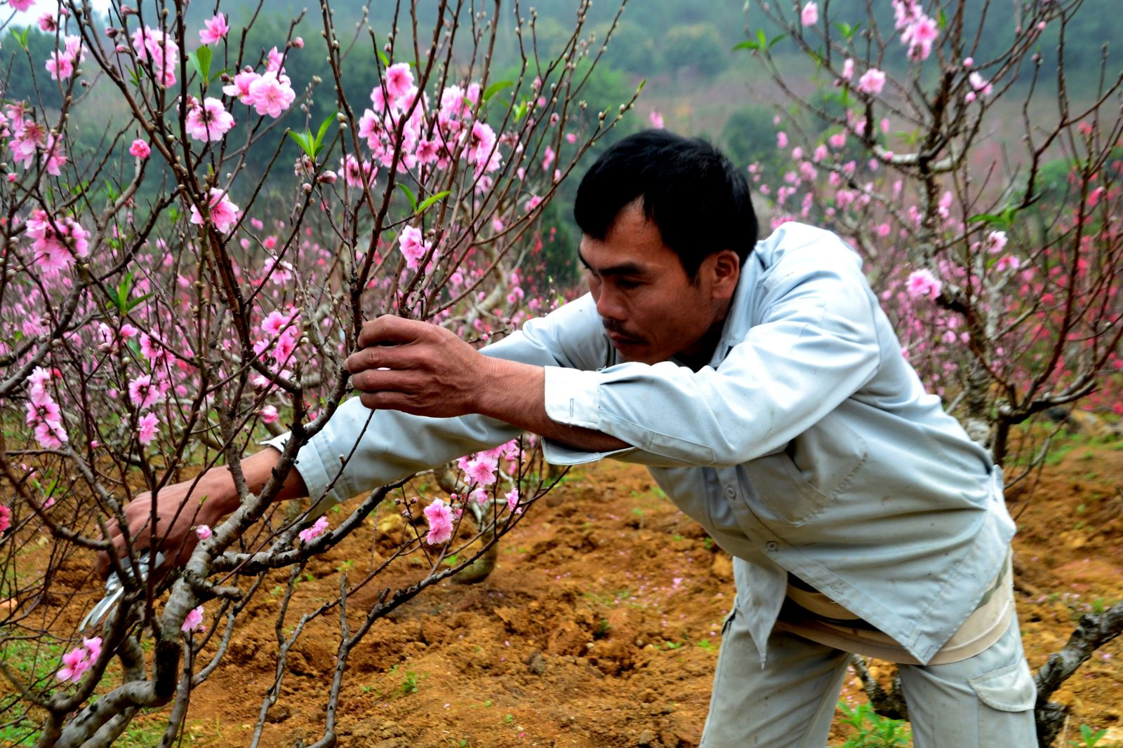 Chăm sóc hoa đào chuẩn bị bán tết. 