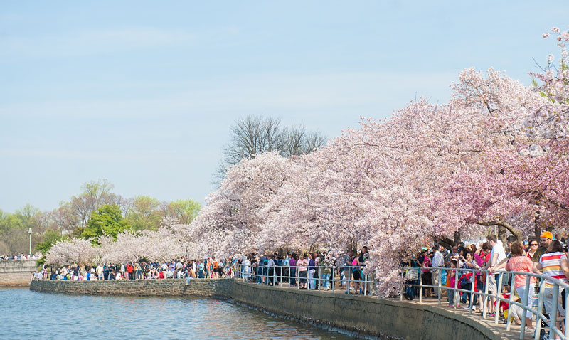 Lễ hội hoa anh đào Washington D.C. thu hút hàng triệu lượt du khách tham dự.