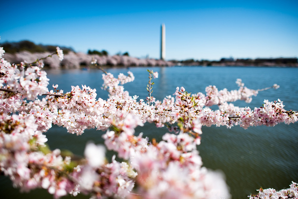 Mùa hoa anh đào ở Washington thường thay đổi theo từng năm nhưng vẫn thường tập trung từ giữa tháng 3 đến đầu tháng 5.