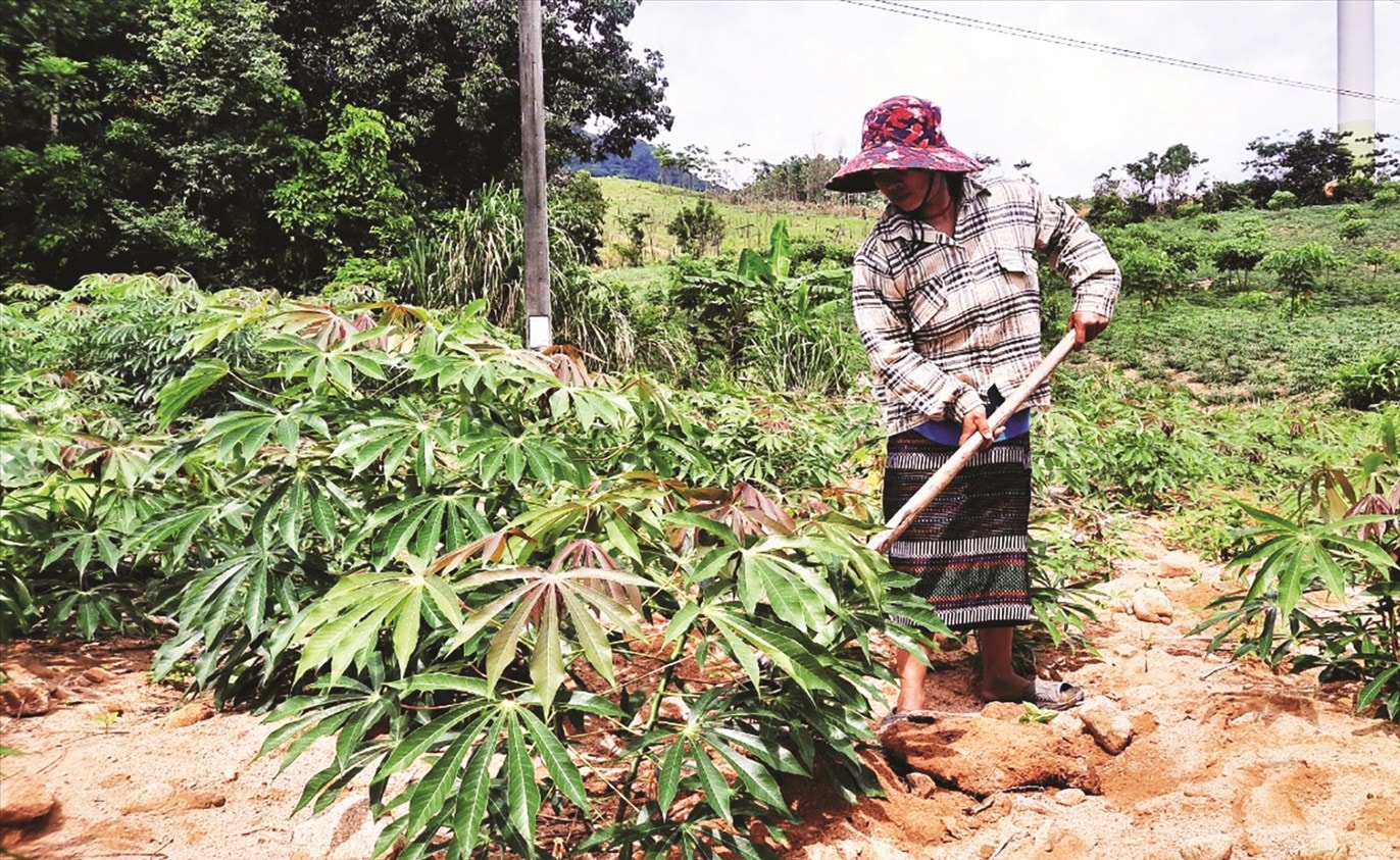 hị Hồ Thị Dơn, thôn Xa Bai, Hướng Linh (huyện Hướng Hóa, Quảng Trị) vươn lên làm giàu trên diện tích đất được giao.