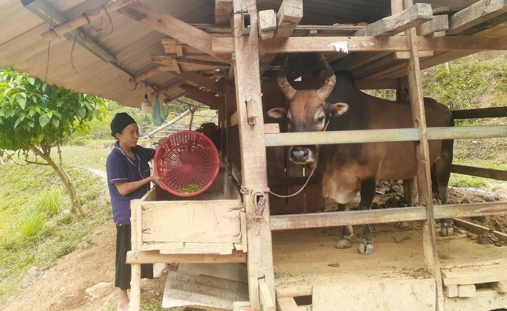 hộ dân tộc thiểu số tại xóm Nà Dường, xã Khánh Xuân, huyện Bảo Lạc di dời chuồng gia súc ra khỏi gầm sàn nhà ở