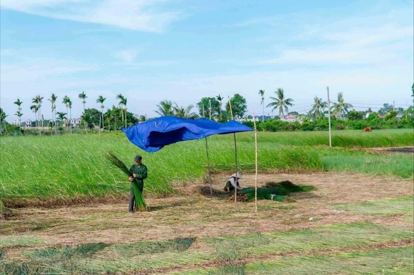 Mùa cói tại xã Nga Thanh, huyện Nga Sơn.