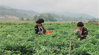 Lai Châu giải ngân 39% vốn Chương trình MTQG 1719 năm 2025
