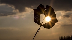 “Trái tim của Andrea”: Niềm hy vọng được sinh ra từ nỗi đau