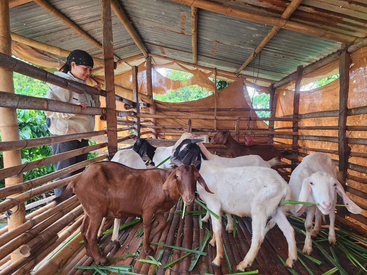 Phátchị H’Yong, dân tộc M’nông ở bon R’Long Phe (xã Quảng Sơn, tỉnh Lâm Đồng) triển kinh tế từ chăn nuôi dê 