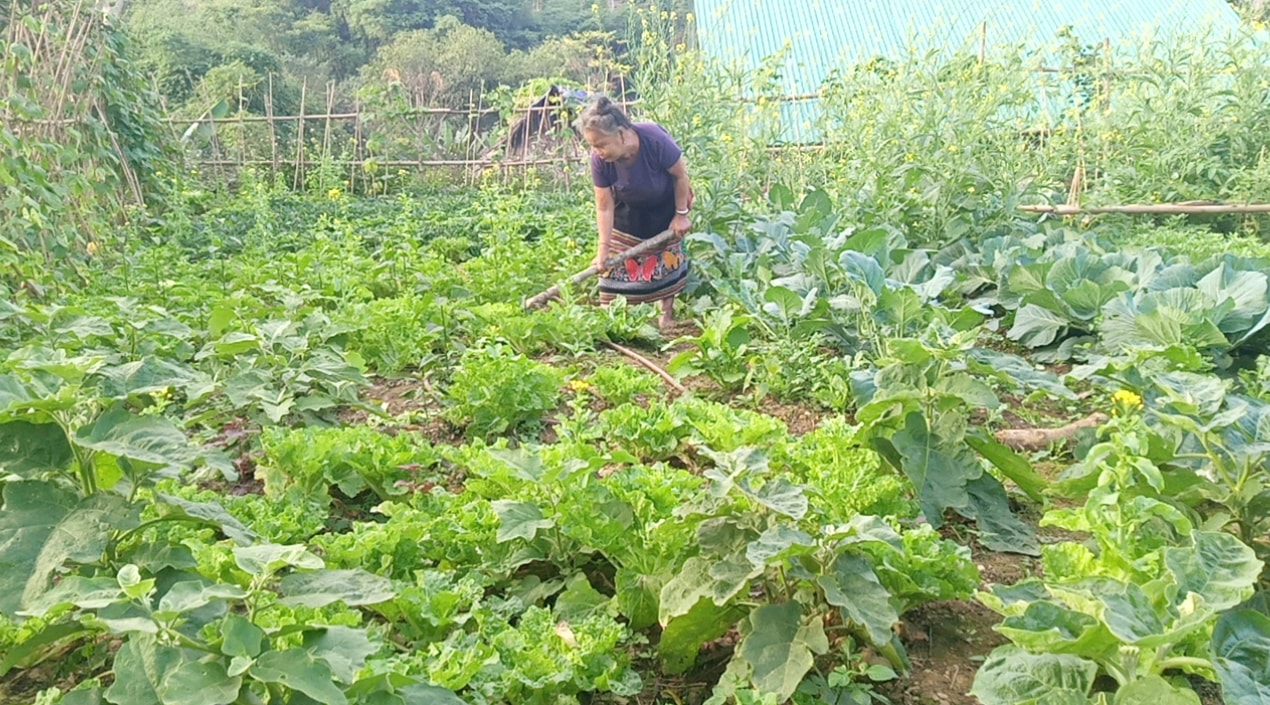 tỉnh Nghệ An đã phân bổ vốn hỗ trợ đất sản xuất cho 1.340 hộ với số tiền trên 33 tỷ đồng