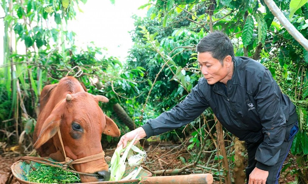 ông Ma Văn Sao được hỗ trợ bò để tạo sinh kế