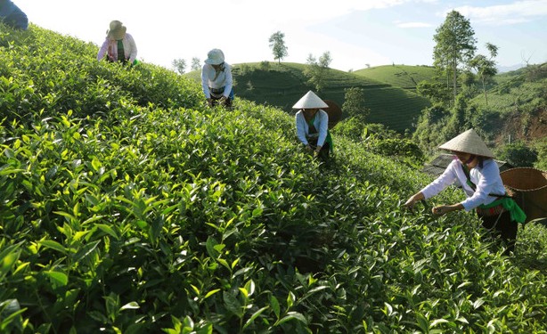 Những năm gần đây, tỉnh Phú Thọ đã triển khai đồng bộ các giải pháp để hỗ trợ đất ở, đất sản xuất cho đồng bào dân tộc thiểu số