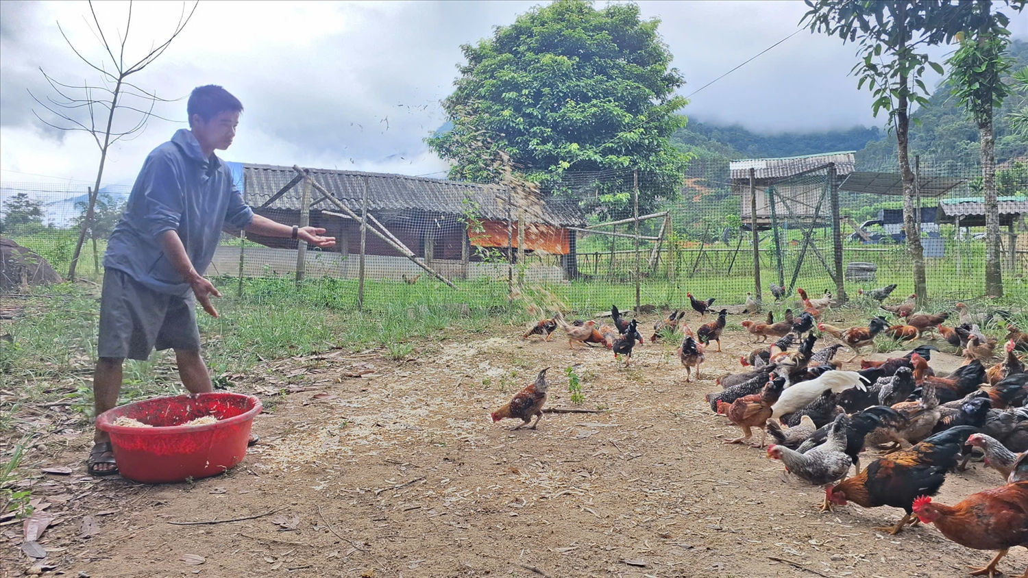 Anh Quang Văn Trung, người dân tộc Thái ở bản Pục, phát triển kinh tế từ mô hình chăn nuôi gà bản địa